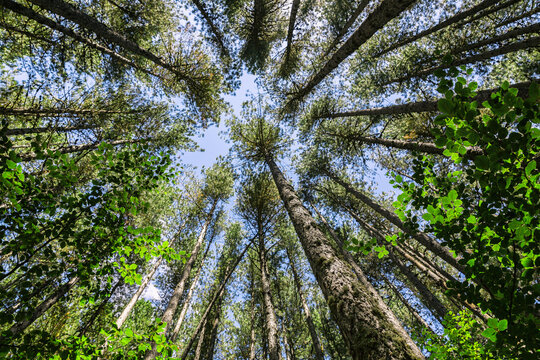 The Sila National Park