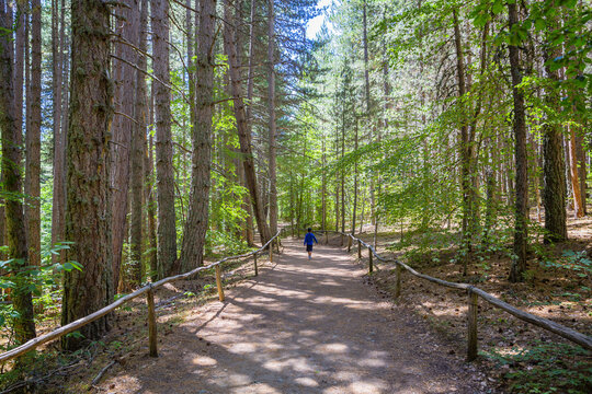 The Sila National Park