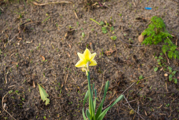 spring flowers on the field 