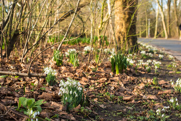 spring snowdrops in the grass