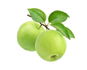Two green apples on branch isolated on white background.