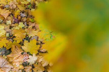 Colorful autumn leaves of maple tree with shallow focus. Fall blurred background.. Free space for text, holidays motive. Fall and Autumn Season Concept