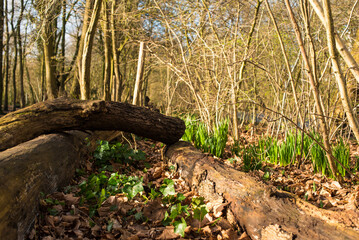 fresh green grass in the spring