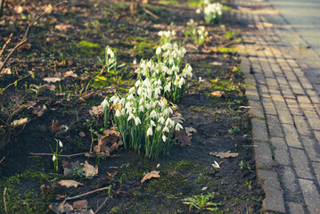 spring snowdrops in the grass