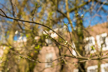 blooming tree in the spring 
