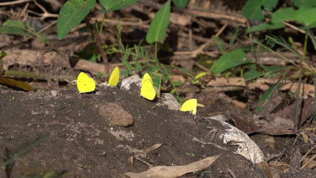 Common Grass Yellow Butterflies Flying And Puddling On Soil Ground. Eurema Hecabe. static
