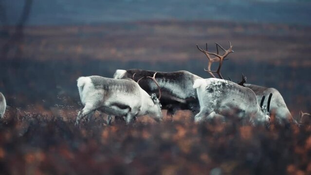 A herd of reindeer on the move through the autumn tundra. Two young deer fight clashing antlers. Close-up, slow-motion, pan follow.
