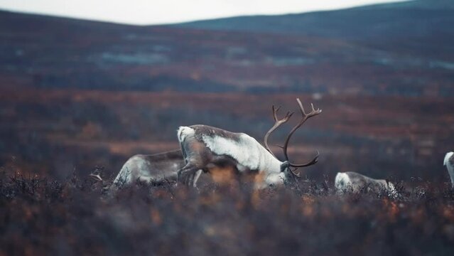 A closeup of the herd of reindeer grazing in the autumn tundra. Slow-motion, pan follow right.