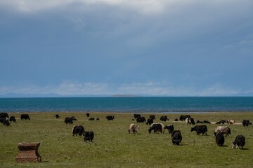 With blue sky, white clouds and lake water, Qinghai Lake in China has horses, sheep and cattle on the grassland