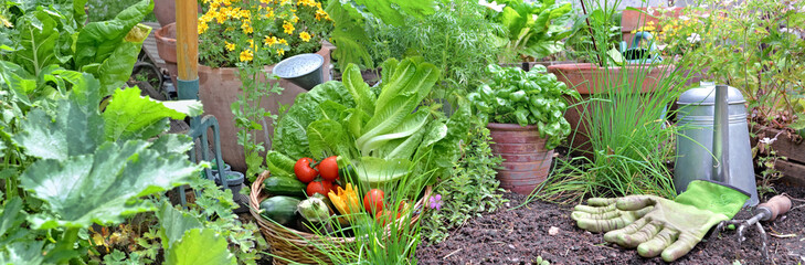  vegetables garden with fresh vegetables in basket and aromatic plants - obrazy, fototapety, plakaty