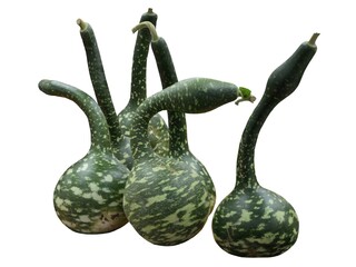 green fruits of bottle-gourd isolated on white background
