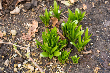 fresh green grass in the spring