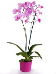 purple flowers of orchid isolated close up