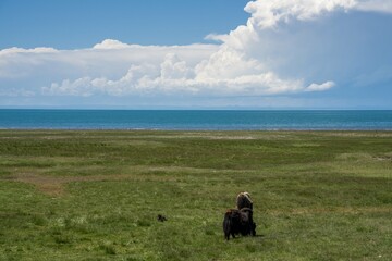 With blue sky, white clouds and lake water, Qinghai Lake in China has horses, sheep and cattle on the grassland