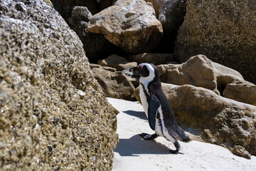 Boulders Beach in Simons Town, Cape Town, South Africa. Beautiful penguins. Colony of African...