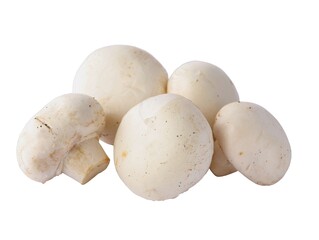 white edible mushrooms Psalliota close up