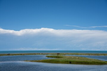 On the grassland by Qinghai Lake, there are blue sky and white clouds in the sky