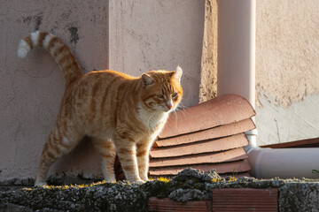 A tricolor cat looks calmly and walking on old house on a warm summer day