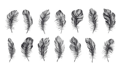 Hand drawn feather on white background.	
