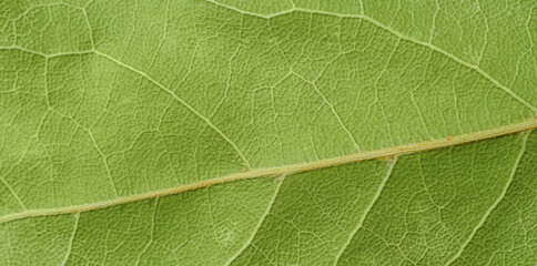 Macro shot of dry bay leaf texture.