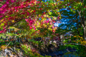静岡県伊豆市修善寺温泉街の紅葉