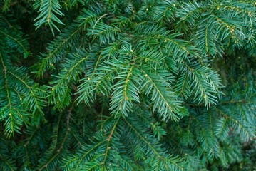 fir tree branch