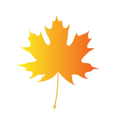 maple leaf isolated on white