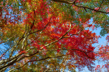 静岡県伊豆市修善寺　修善寺自然公園もみじ林の紅葉