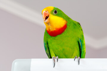 A beautiful green parrot is sitting on the board, looking around.
