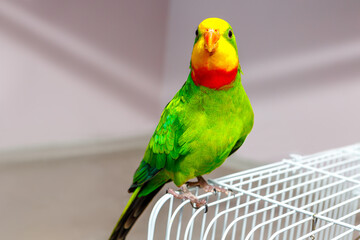 A beautiful green parrot is sitting on a cage, looking around.