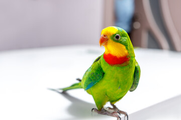 A beautiful green parrot is sitting on the board, looking around.