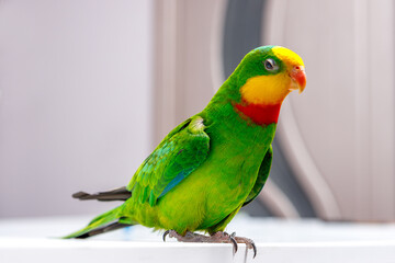 Fototapeta na wymiar A beautiful green parrot is sitting on the board, looking around.