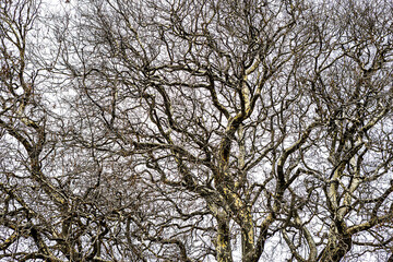 Branches of a sprawling tree against the sky.