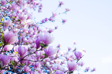 pink flowers of magnolia in spring. copy space