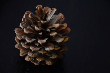 pine cones