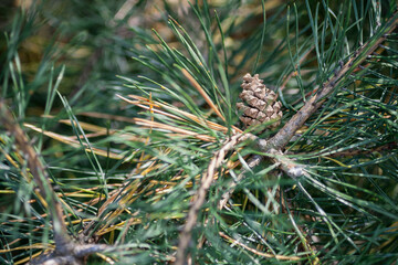 Closeup of green needle pine tree on the right side of the picture. Pine cones at the end of branches