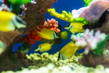 fish in aquarium