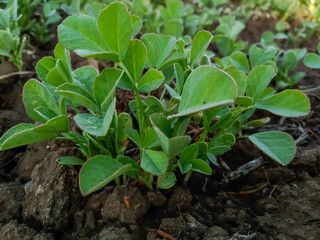 Fenugreek ( methi ) is grown organically in the field 