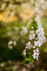 Twigs of cherry tree with white blossoming flowers in early spring