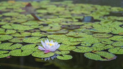 Lotus Flower and leaves in pond water surface. Side view outdoor daylight