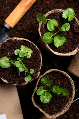 cultivation of seedlings. Seedlings in biodegradable pots. Green plants in peat pots. Baby plants sowing in small pots. Trays for agricultural seedlings.