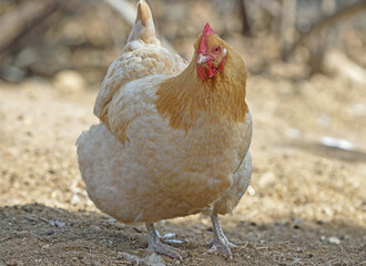 Gold chicken in yard.