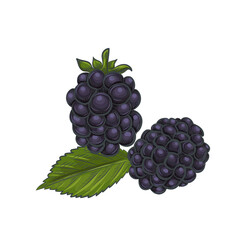 Blackberry sketch vector illustration.