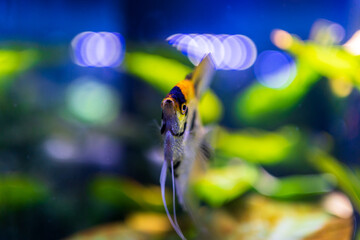 fish in aquarium