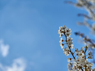 An image of a flowering tree.