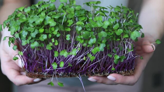 Organic microgreens purple cabbage in female hands. Raw sprouts, microgreens, healthy eating concept