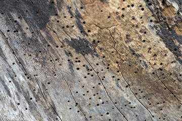 Attacked by woodworm