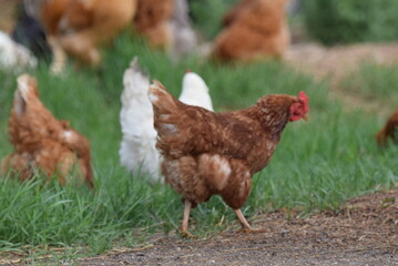 Chickens! Cluck Cluck!