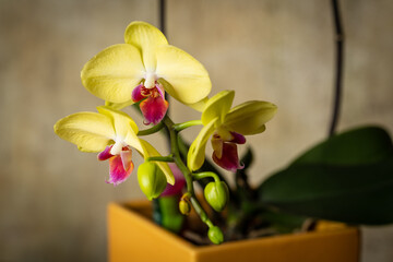Closeup of orchids and yellow buds in pot