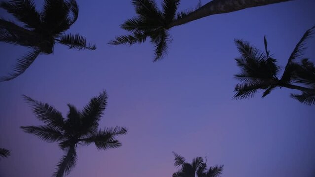 Orbit Shot Of  Long High Coconut Trees In Clear Blue Sky, Sri Lanka